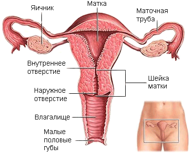 Доклад по теме Женская половая система